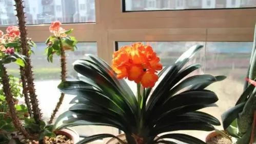  入秋@4、5月逛花市,见到6种花“管住手”,度夏难,喜欢就入秋再买!