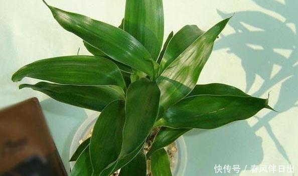  [适合]此3种植物忒适合新手、懒人居家盆栽，随便一养就长势良好