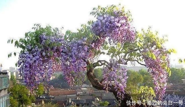  「盆景」藤旧桩盆景，浅紫色花
