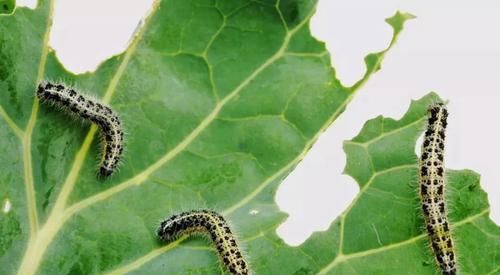  『盆栽』这7种植物虫害没处理好，想要养好盆栽花卉就难了