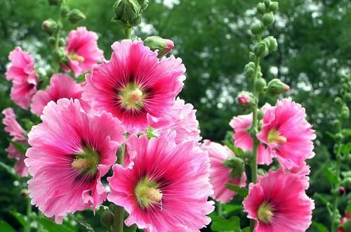  名字■小时候经常见的3种花，农村到处都是，名字虽然俗气，但开花漂亮