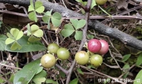  『值钱』山谷下，1种“酸藤子”不多见，果子像“小丸子”，值钱、珍贵！