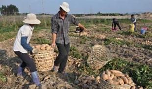  「心酸」曾卖3元，现在堆在路边不要钱也无人问津，看农民的裂手