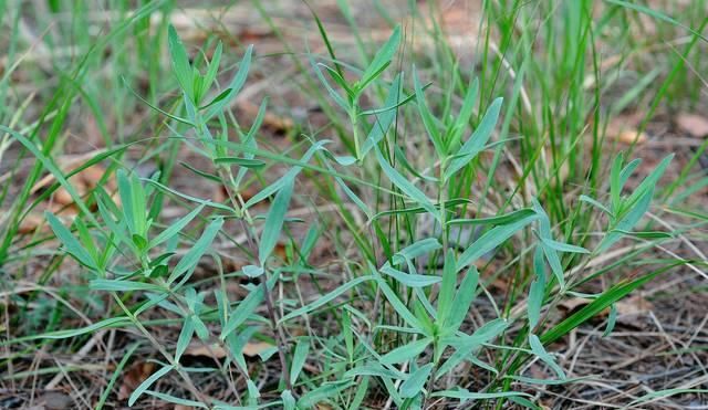  「喂猪」农村一种“竹子”，过去用来喂猪，殊不知根是稀罕物，消肿有特效