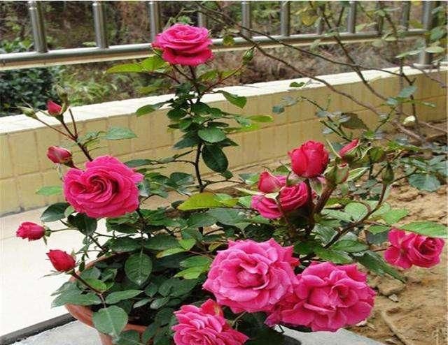  『月季』花卉种类上千种，“月季”为何受追捧？花色丰富，花期长！