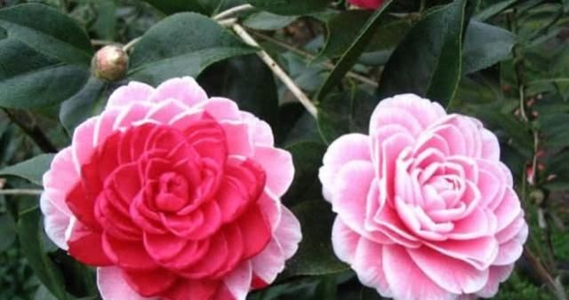  【家里】此花很奇特，一株开出5颜色，花朵比脸大，家里养一盆，漂亮大气