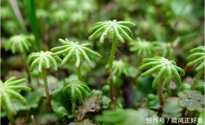  『呵护』苔藓地表塑型师，可萌呵护母爱语