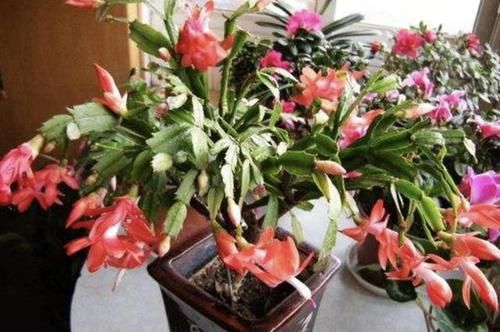  臭料：山坡下的1种“臭料”，别嫌它“脏”，收集回家养花，变成缓释肥