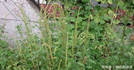  [除草剂]自食其果！转基因催生“超级杂草”，美国农耕方式一下