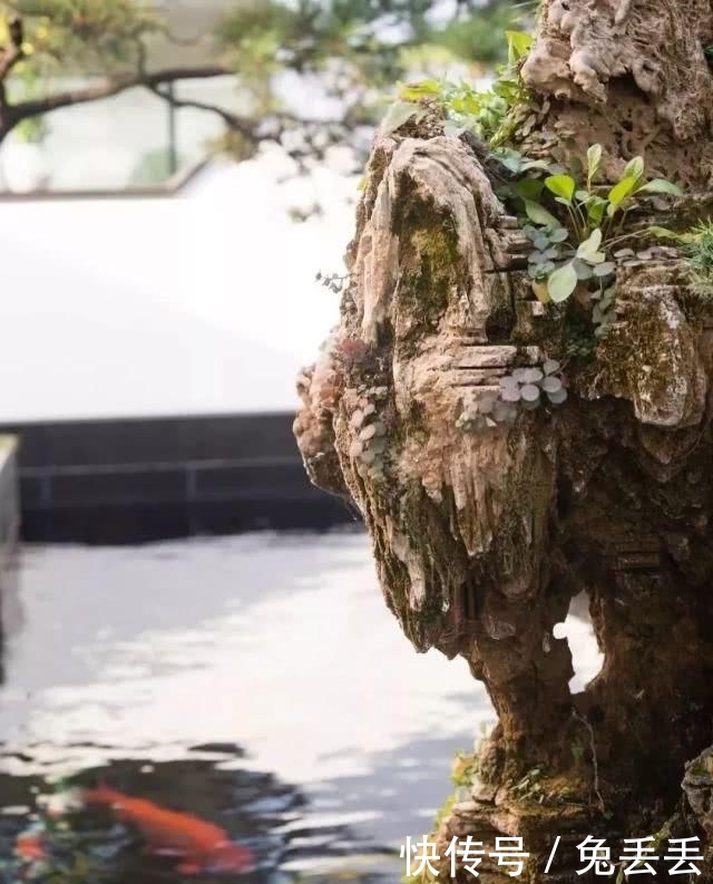 『养花』有个小院子,喝茶养花玩石头