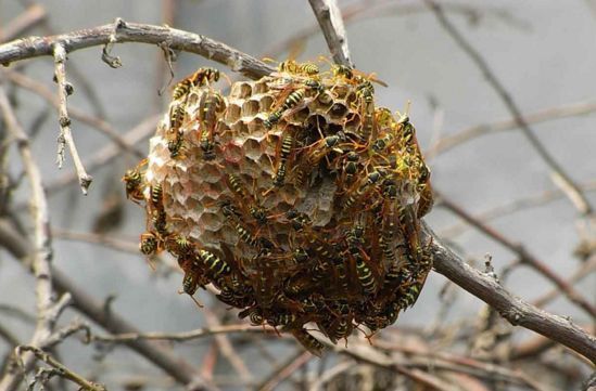  七月|农村俗语“七月蜂八月蛇，九月黄鳝惹不得！”农民干农活可
