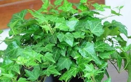  『家里』?家里种这些花朵，花开繁盛惹人爱，养出漂亮花海，值得拥有