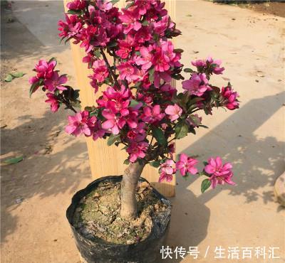  【花芽分化】海棠花只长叶子不开花，找对原因很重要，花朵才能嗖嗖冒