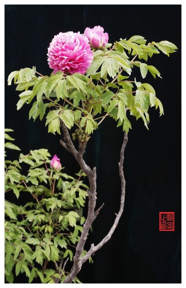  『牡丹』大美临洮：美丽初夏，静待紫斑牡丹盛开