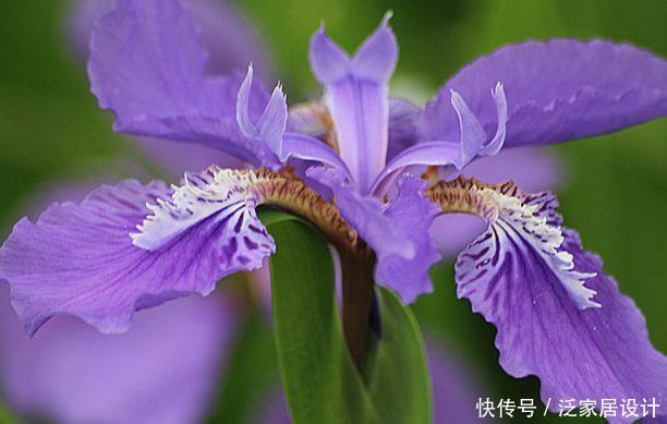 『珍品』喜欢玫瑰,不如养盆“珍品玫瑰”紫雾凝霜,群芳争艳,美丽怡人!