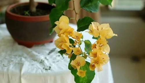 『开桃红色』三角梅的品种欣赏（完全篇）