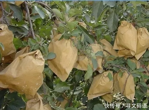  果实：80年代火遍大江南北，后因果实会生锈，跌落神坛，如今销