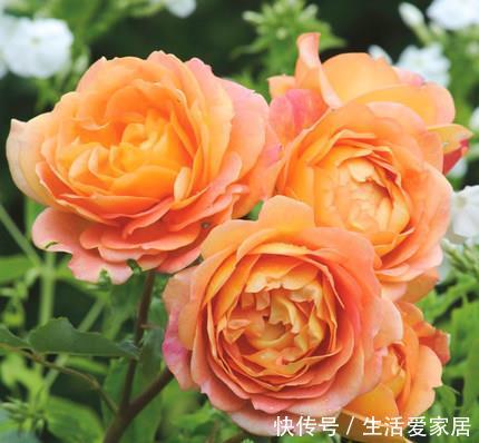  『艳丽』喜欢在家中养护花卉，就养护花期长，花色艳丽，妖娆的花卉，漂亮