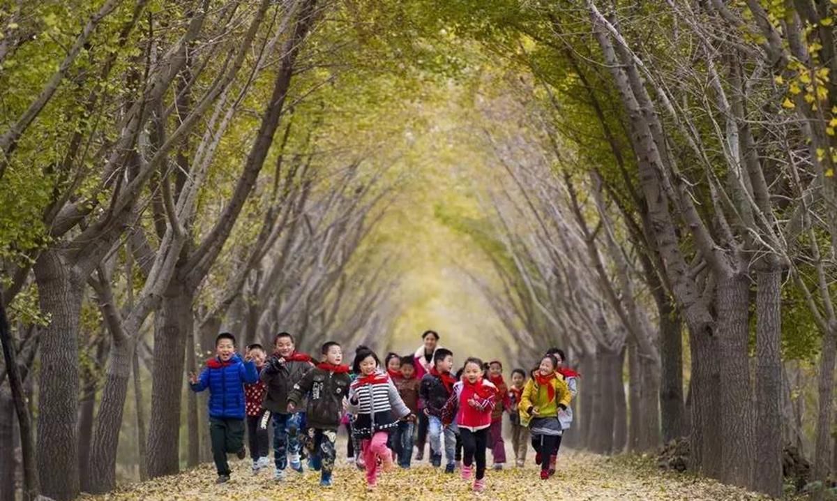 拍摄银杏树容易拍银杏林难！学习这些拍摄技巧，两者一样轻松拍