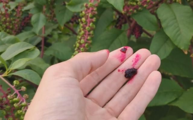  [花钱]被农民忽视多年的“山萝卜”，原来是治脚气的好药，不花