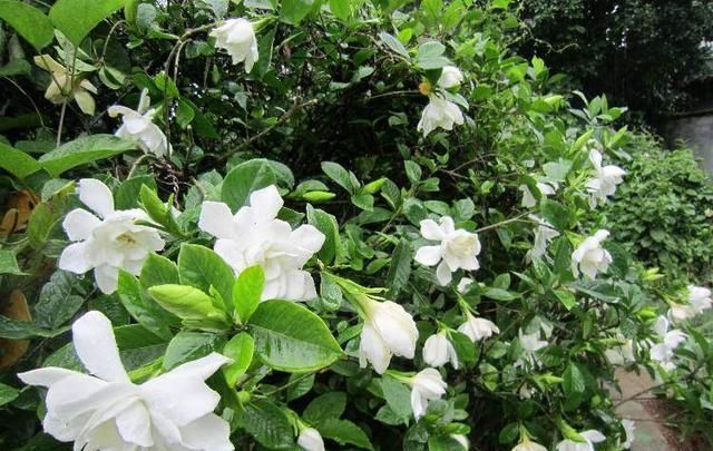  『栀子花』茶花、栀子花、君子兰，用这种水来浇，花开“爆盆”，连肥都省了！