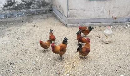  玉米：纯玉米粒喂鸡到底好不好，很多养鸡户不知道，来，听听行