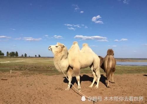 中国最大的沙漠湖泊，昭君遗留下的眼泪，有“陕北沙漠明珠”之称