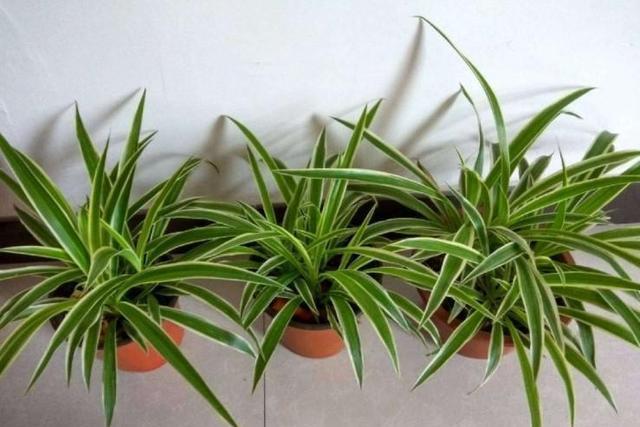  『种绿叶』来点绿叶养养眼，这几种满盆，长势真是旺