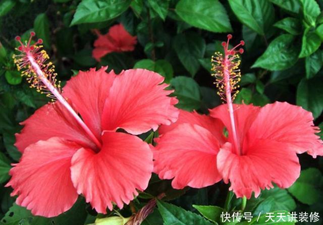 『复苏』“朱槿牡丹”扶桑花,春天复苏后做好5件事,花期长达半年
