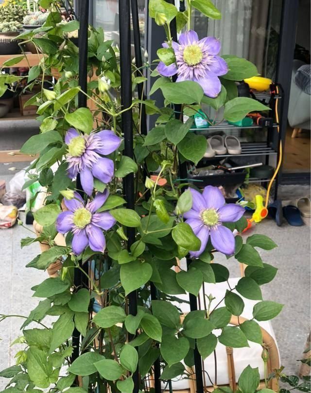  『露台花园』造花园，一定不能少这3种花，每一种都是当之无愧的开花机器！