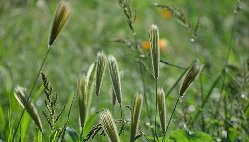  【买到】农村山上一种野草，花像猫的尾巴，根茎价值珍贵，城里有钱难买到