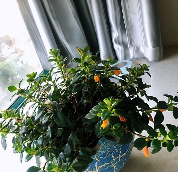  #植物#金鱼吊兰这样养,长成“老桩”,开满盆的“小金鱼”