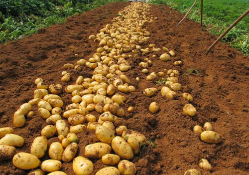  苹果@刚知道，保存土豆竟这么简单！3个土方法，放半年不变绿不