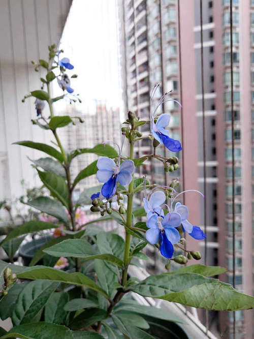  『形似』此款“网红”盆栽花，形似蝴蝶，四季开花，养护很简单，值得拥有