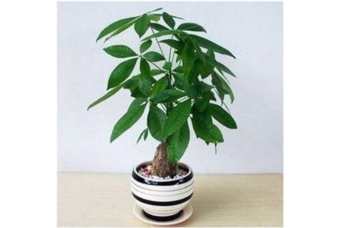  【光照】发财树总是养不活？一招浇水学会了，不黄叶不烂根，谁养谁发财