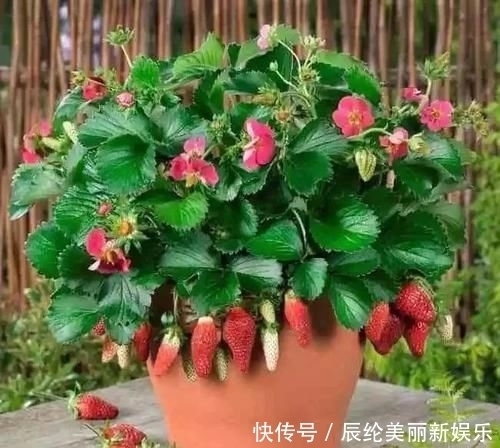  「草莓盆栽」摘来的草莓水果还能用来播种，很快就能开花结果