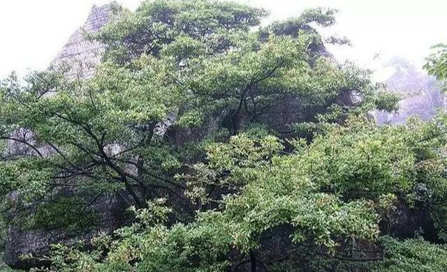  「栒子盆景」山里捡树桩，养成盆栽，果子红彤彤，如玛瑙红艳夺目，观赏性极强