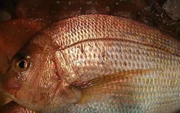  「东山叫红」46种海钓常见的鲷类鱼，最后一种高价的鱼原来也是鲷鱼，才知道