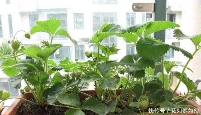  死贵死贵|死贵死贵的草莓，1个花盆就能种出来，比买的还好吃！