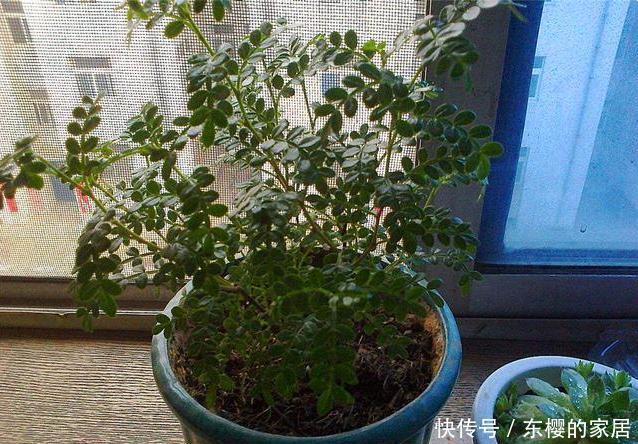 身体|客厅这3棵“养生树”,棵棵价值高,吸走毒气释放氧气,身体更棒