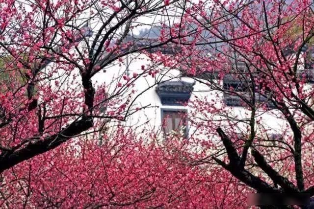 「樱花」中国这些花开成海的地方,美极了