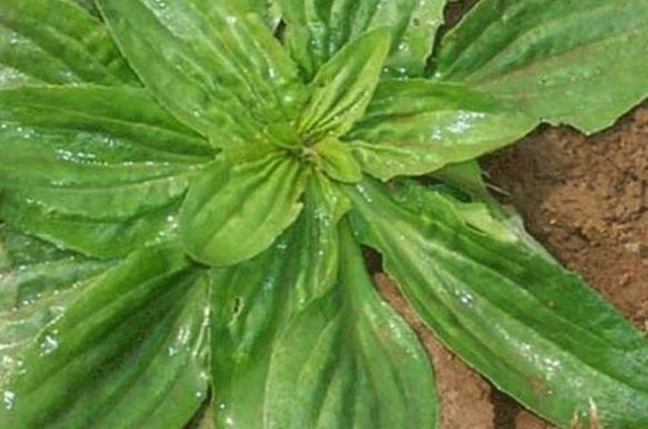  [平车]农村遍地都是的野草，以前农民不会注意它，现在比庄稼还