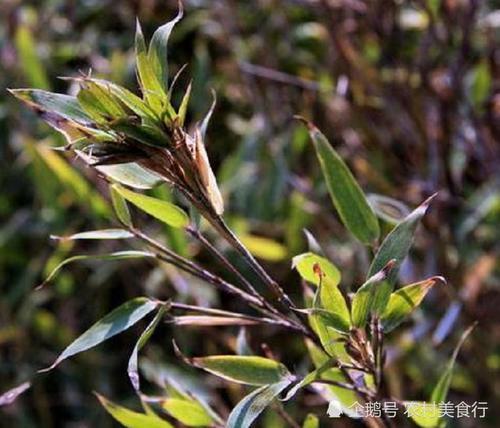 它被称为“凤凰之食”农民见了抢着摘，如今市面上一斤120元