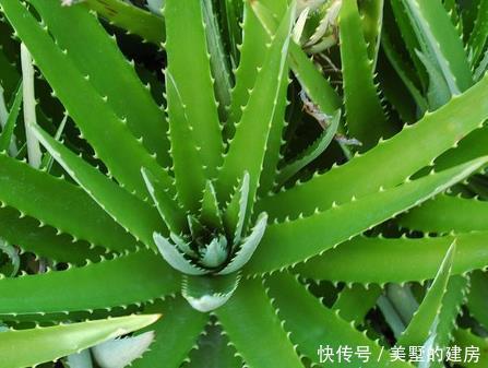  有钱人|有钱人最喜欢这三种绿植，放在家里既美观又上档次，招财又纳福