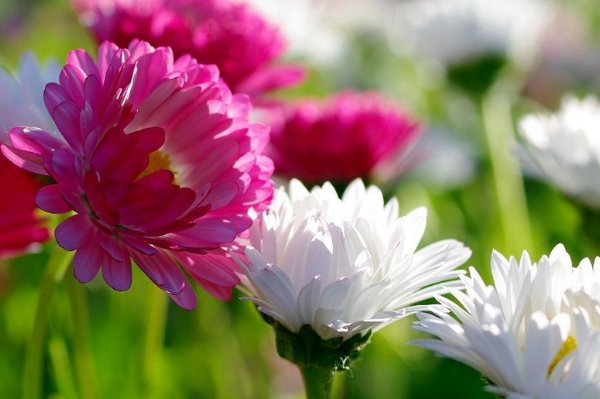  【白粉病】家庭最常见的花卉菊花，观赏价值极高，白粉病也很常见，不可轻心