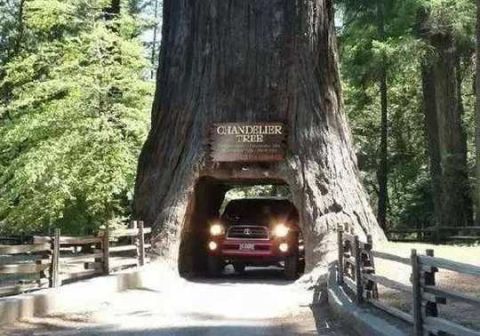 美国的千年古树被挖洞修路，经过一场风雨之后，当地人后悔不已