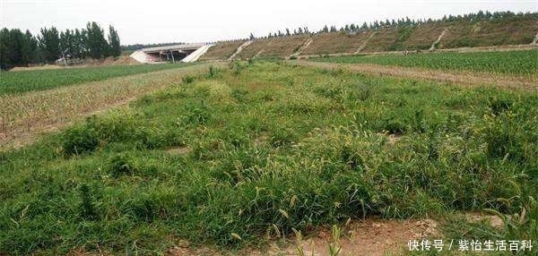  【条件】农民有偿永久退出土地，需要满足这样的条件，早了解早