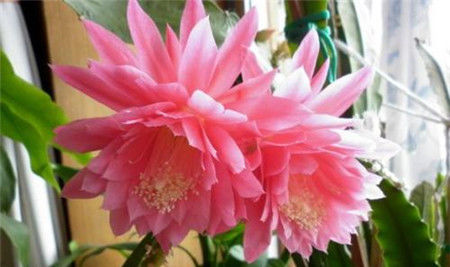  『观赏价值』花朵硕大,花色鲜艳的大岩桐,花期长,有很好的观赏价值