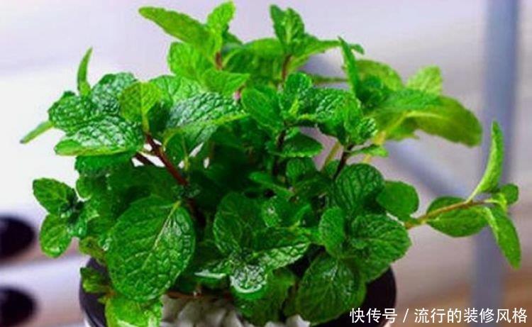 【迷人】养花就养这几款,全年开花不停,花色鲜艳夺目,花朵美艳迷人