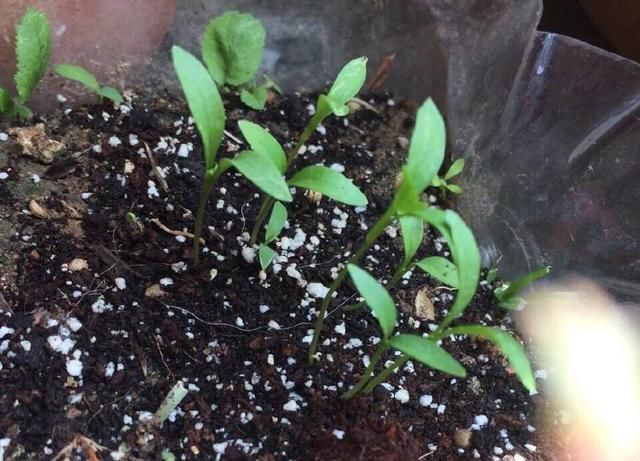  #苗出#香菜种子不发芽？告诉你一个小技巧，苗出的又多又好、蹭蹭长！
